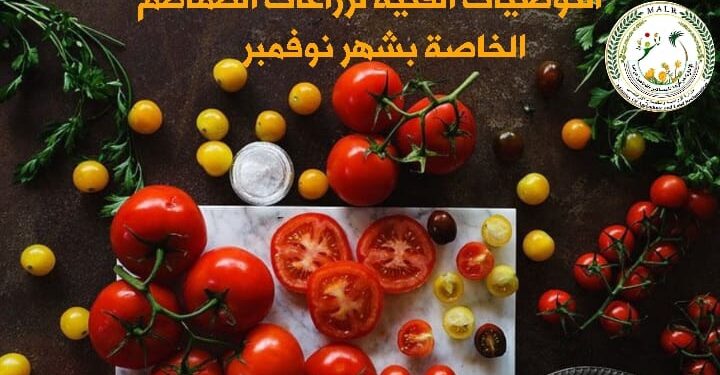 التوصيات الفنية لزراعات الطماطم خلال شهر نوفمبر 1 سعر قنطار القطن جيزة ٩٤ في مزاد كفر الشيخ