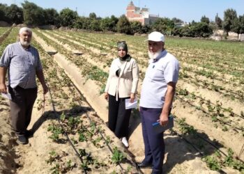 زراعات الفراولة