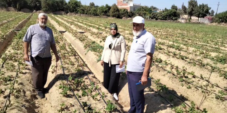 "البساتين" تتابع زراعات الفراولة بالصالحية الجديدة 1 زراعات الفراولة