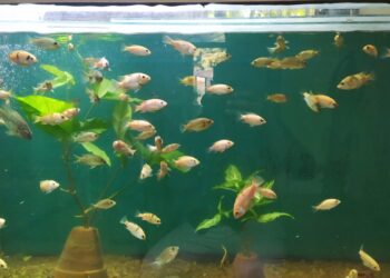 حديقة الاسماك