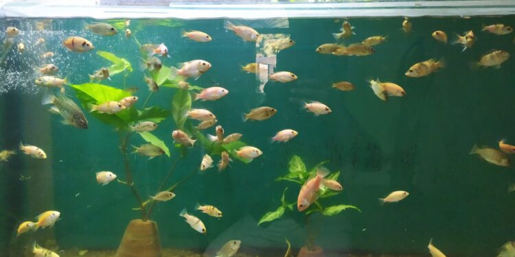 معمل بحوث الثروة السمكية يتفقد حديقة الأسماك بالجبلاية لتطويرها 1 حديقة الاسماك