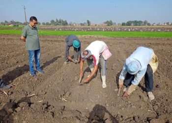 السياسة الصنفية لمحصول القمح