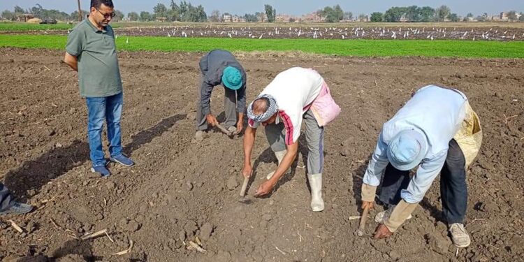 باحثة تستعرض أهمية اتباع السياسة الصنفية لمحصول القمح 1 السياسة الصنفية لمحصول القمح