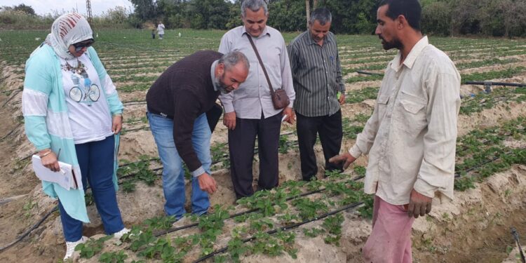 لجنة من زراعة الإسماعيلية للمرور على زراعات "الفراولة الفرش" 1 الفراولة