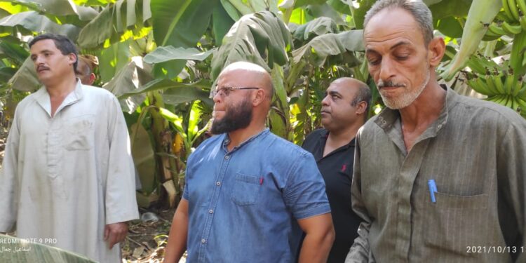 "اسماعيل" يوجه باستخدام الطرق العلمية في مكافحة أمراض الموز