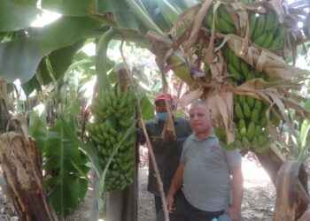 زراعة فاكهة الموز