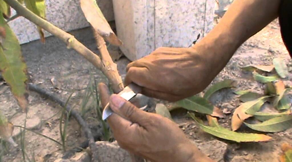 الطريقة الصحيحة لتطعيم أشجار المانجو.. تعرف عليها 1 الطريقة الصحيحة لتطعيم أشجار المانجو.. تعرف عليها