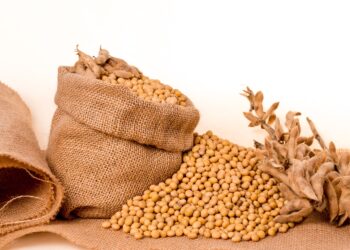 «باحث أول» يستعرض أهمية التوسع في زراعة “فول الصويا”