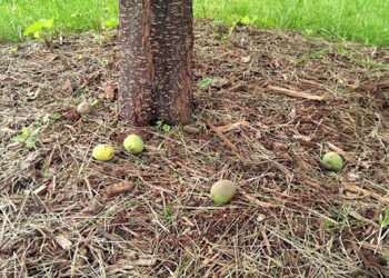 «استشاري» يوضح ارشادات هامة لحماية الثمار من التساقط 