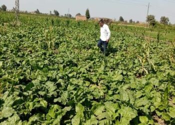 زراعات البنجر