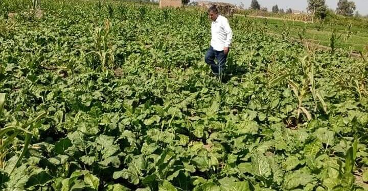 زراعة الشرقية تواصل مكافحة القوارض ومتابعة زراعات البنجر والذرة 1 زراعات البنجر