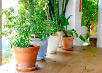 «الزراعة المنزلية» انتاج وثقافة زراعية وصداقة للبيئة