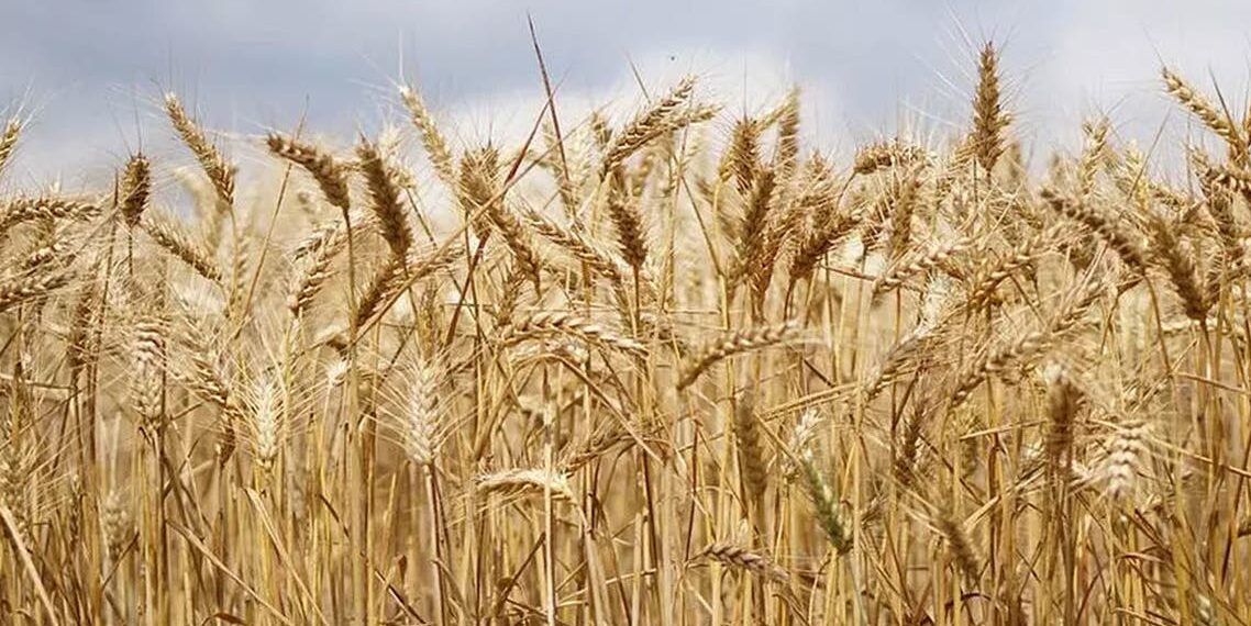 توريد القمح