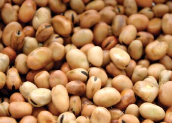 زراعة محصول الفول