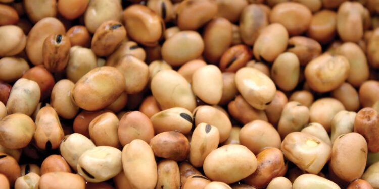 «للإنسان والحيوان والتربة» "عبدالمؤمن" يستعرض الأهمية الإستراتيجية لـ محصول الفول 1 زراعة محصول الفول