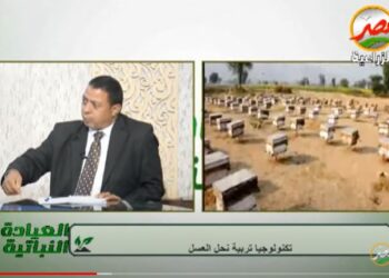 كيف يساهم النحل في زيادة انتاجية فدان الطماطم بمعدل 4 أطنان