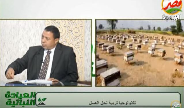 كيف يساهم النحل في زيادة إنتاجية فدان الطماطم بمعدل 4 أطنان 1 كيف يساهم النحل في زيادة انتاجية فدان الطماطم بمعدل 4 أطنان