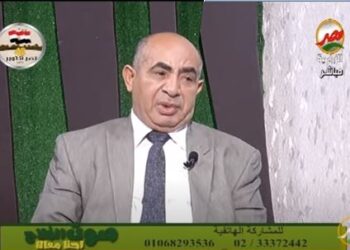 زراعة القمح في المنيا