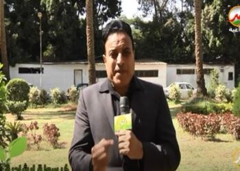 سوسة النخيل