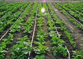 الري بالتنقيط