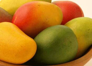 «الشناوي» يستعرض أسباب تراجع انتاجية محصول المانجو