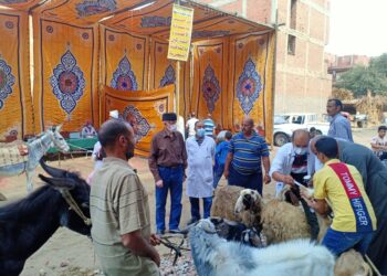 36 قافلة بيطرية مجانية لعلاج 10 ألاف رأس ماشية بالغربية