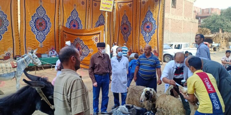 36 قافلة بيطرية مجانية لعلاج 10 ألاف رأس ماشية بالغربية 1 36 قافلة بيطرية مجانية لعلاج 10 ألاف رأس ماشية بالغربية