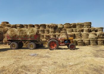 رئيس قطاع الإرشاد الزراعي: المزارع أصبح يدرك القيمة الاقتصادية لقش الأرز