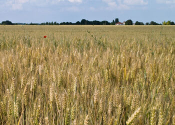 محصول القمح