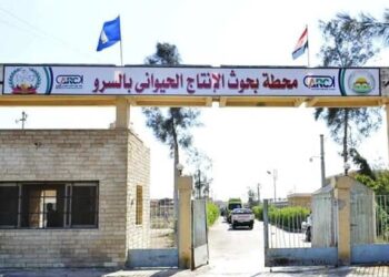 محطة «السرو» تعلن عن بيع أغنام رحماني وماعز زرايبي