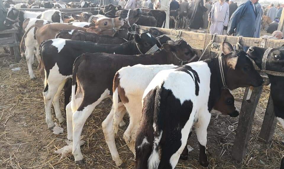 الأمراض الوبائية