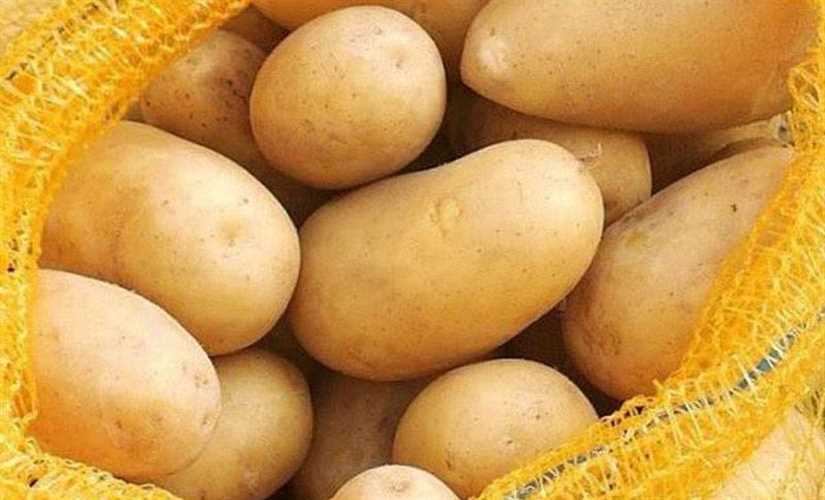 تقاوي بطاطس