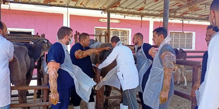 الخدمات التي يقدمها معهد بحوث التناسليات الحيوانية للنهوض بالثروة الحيوانية 1 التناسليات الحيوانية