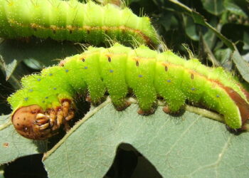 رئيس قسم بحوث الحرير توضح أهمية الصناعة وكيفية تحقيق الربح