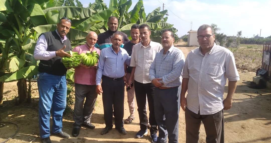 سحب عينات من محصول الموز بكوم حمادة وتحليلها بالمعمل المركزى للمبيدات 1 محصول الموز