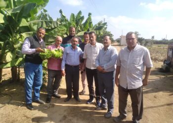 محصول الموز