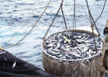 قطاع الثروة السمكية