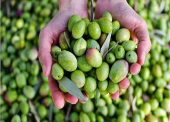 شاهد .. زيت الزيتون يمكن استخدامه 22 مرة في القلي