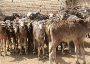 «أستاذ متفرغ» يستعرض دور الدولة في النهوض بالانتاج الحيوانى