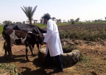 الحمى القلاعية