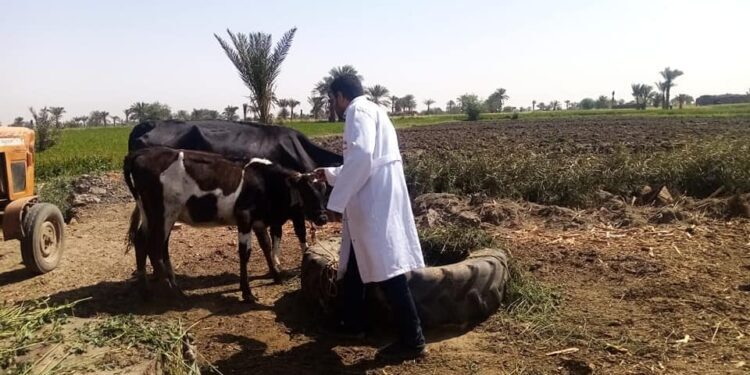 وزير الزراعة: إعطاء أكثر من 2 مليون جرعة ضد الحمى القلاعية و الوادي المتصدع 1 الحمى القلاعية