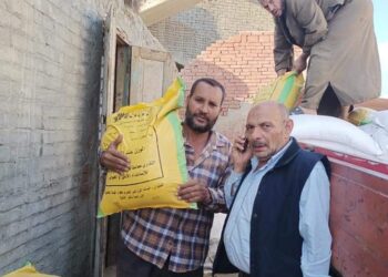 تقاوي قمح معتمدة