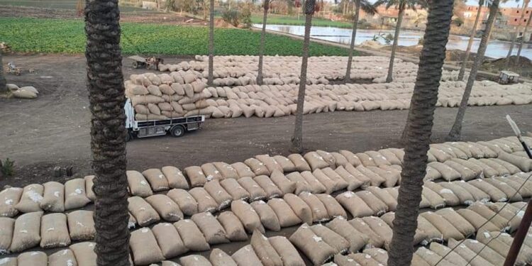 سعر بيع قطن جيزة 86 يسجل 5115 جنيه للقنطار في مزاد البحيرة 1 مزاد كفر الشيخ اليوم