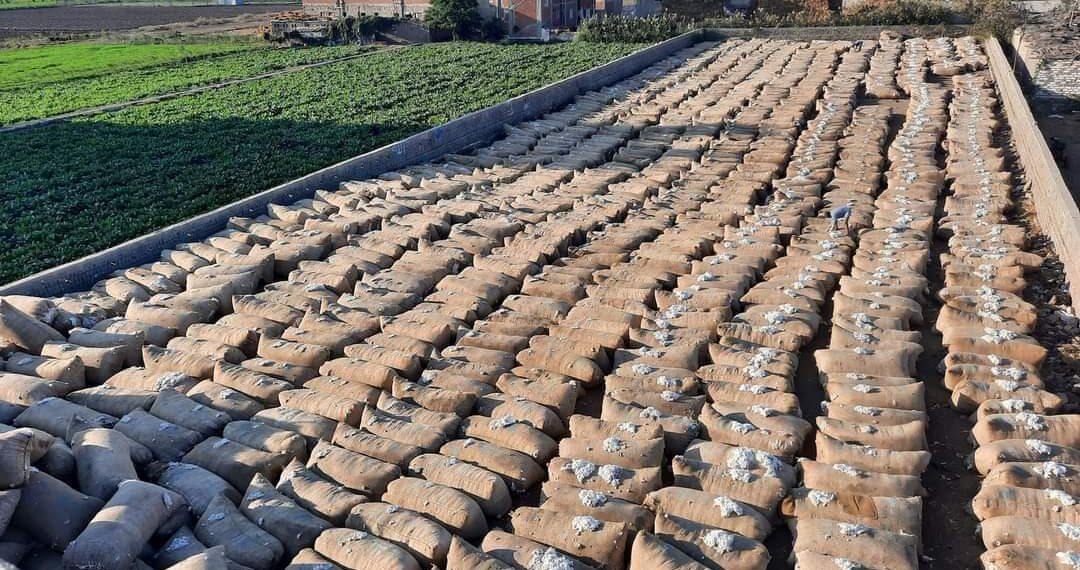 سعر قنطار القطن جيزة 94 يسجل 5800 جنيه في مزاد كفر الشيخ 13 نوفمبر