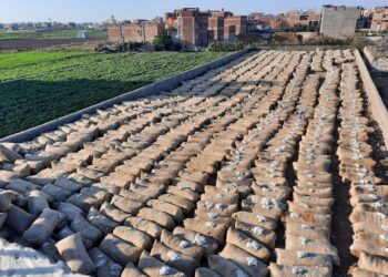 سعر قنطار القطن جيزة 94 يسجل 5800 جنيه في مزاد كفر الشيخ 13 نوفمبر