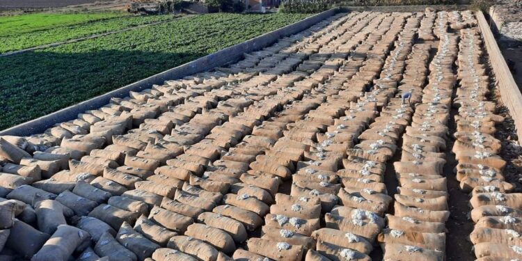 سعر قنطار القطن جيزة 94 يسجل 5800 جنيه في مزاد كفر الشيخ 13 نوفمبر 1 سعر قنطار القطن جيزة 94 يسجل 5800 جنيه في مزاد كفر الشيخ 13 نوفمبر