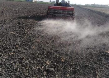 بورسعيد تدشن أول حقل إرشادي للقمح بأصناف جديدة من إنتاج معهد المحاصيل