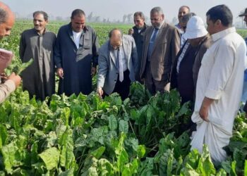 زراعة بنجر السكر