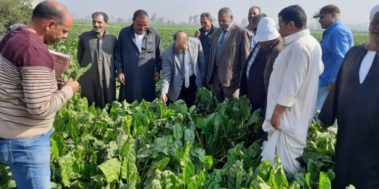 زراعة بنجر السكر