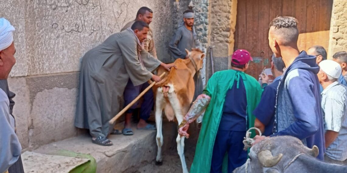 6 قوافل بيطرية مجانية فحصت 4275 رأس ماشية لصغار المربين بسوهاج 1 القوافل البيطرية العلاجية